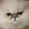 allygerry - @allygerry - TikTok