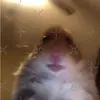 alfiegilson - @alfiegilson0 - TikTok