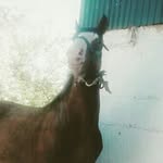 abduvapov - @al_goffor_077 - Instagram