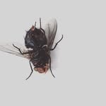 AL_GONZO - @d.e.a.d_fly - Instagram