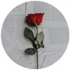 Algoree - @g4h95 - TikTok