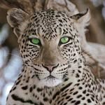 حميدو الشيخ - @al_grandy_444_triboly - Instagram