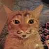 Aligrasso_12 - @aligrasso_12 - TikTok