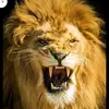Animal_War - @algrow63 - TikTok