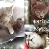 alissiaguzzo - @beylesbatida - TikTok