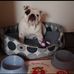 Al Hannah pet store - Facebook