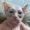 AL - @al_.head - TikTok
