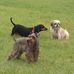 Al Helms Dog Park - Facebook