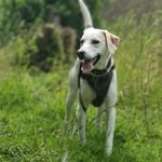 Hendricks - @a_dog_called.hendricks - Instagram