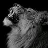 الحوت⚔️alhoot - @alhoot..90 - TikTok