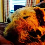Alex Howard - @alhowe08 - Instagram