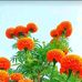 Al Imran - Facebook