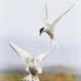 Abdul Al Jaber - Facebook