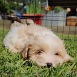Al Johansen - @msfarmboy - Instagram