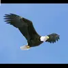 ❣ القيصر ❣ - @alkaiser001 - TikTok