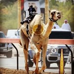 الهجن الخليجيه - @hjn_alkalej11 - Instagram