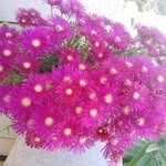 Hifaa Almoush - @alkasperkasper112 - Instagram
