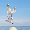 alkato - @alkato4 - TikTok