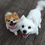 Al Kirk - @waikato_kiwi - Instagram