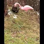 @alkirk.lignuscab55f8 - Instagram