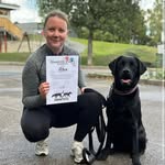 Alba the labrador - @alba.thelabrador - Instagram