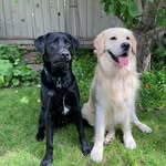 Chester & Archie 🐾🐶 - @tales_of_a_labrador - Instagram