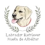 Labradores Muela de Albéitar - @labradoresmuelaalbeitar - Instagram