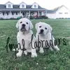 Loyal Labradors - @loyallabradors - TikTok