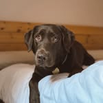 ɴ ᴀ ʟ ᴀ | ʟᴀʙʀᴀᴅᴏʀ ᴄʜᴏᴄᴏʟᴀᴛᴇ - @nala_labradorchoco - Instagram