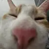AllamaR - @llama1584 - TikTok