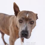Lancaster Animal Care Center - @lancasteranimalslaco - Instagram
