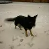 sonnymeowmeow - @al_lav - TikTok