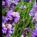 الخزامى،.،. ( اذكروني بدعوة ) - @al_lavender_ - Instagram