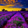 Al_lavender - @90lavender - TikTok