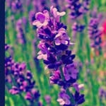 Al,lavender - @sawsanalbalkhi - Instagram