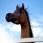 ؛؛"🍒 عشقي..{🐎}..الخيل🍒"؛؛ - @allayl.horses - Instagram