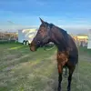 Allee - @bomhardsfunnyfarm - TikTok