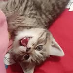 al_leo_cat - @al_leo_cat - Instagram
