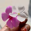 AL Lima - @al.lima14 - TikTok