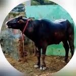 𝘼𝙡𝙡 𝙄𝙣𝙙𝙞𝙖 𝙟𝙝𝙤𝙩𝙖 𝙧𝙖𝙘𝙚11‼️ - @all_india_jhota_race_11 - Instagram