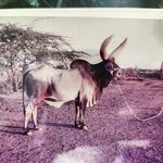 Beautifull_Kankrej_cow_✌️ - @all_indian_kankrej_cow - Instagram