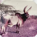 COW_LOVER'S ❤️✨ - @all_indian_kankrej_cow___ - Instagram