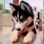 Allock - @allock_husck - Instagram