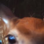 Alʚïɞe - @allo_ise - Instagram