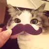 adicta al los gatos - @adictaalosgatos - TikTok