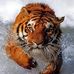 NO AL MALTRATO DE LOS ANIMALES - Facebook
