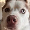 aluce - @aluce85 - TikTok