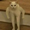 Kahagou - @allunterrieur - TikTok