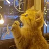 allyon - @allyon.on - TikTok