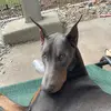 alllexmacpherson - @onespoiledrottendoberman - TikTok